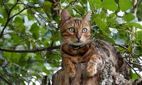 √ Cara Merawat Kucing Hutan Dengan Baik dan Benar – TERNAKHEWAN.COM