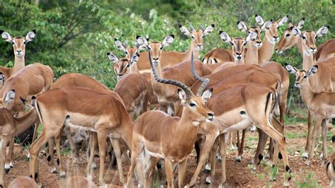 Mpala Live Field Guide Impala Mpalalive