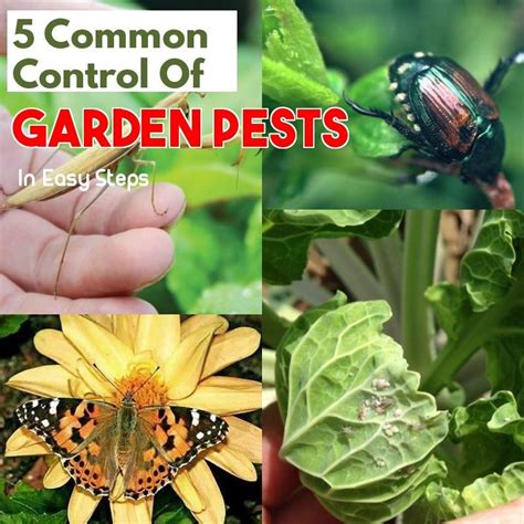 Safe And Effective Ways Of Natural Pest Control 101 Gardening Ideas