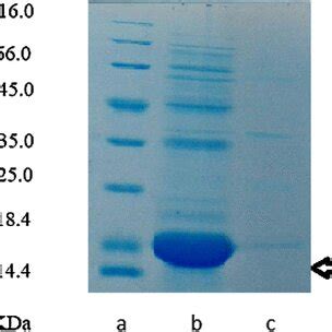 Sds Page Pattern Of E Coli Bl De Total Protein After Cell