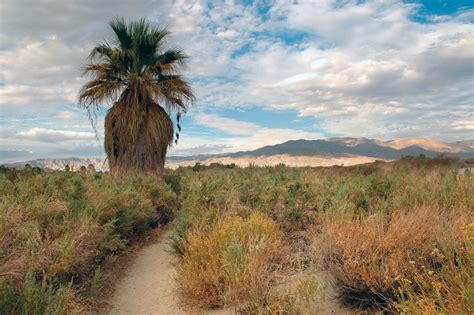 Coachella Valley 10 Things To Do In The Coachella Valley During The