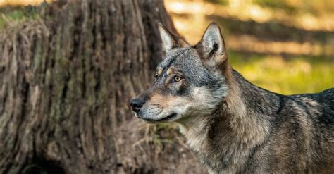 Woolf Standing next to Tree Stump · Free Stock Photo