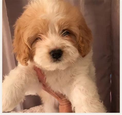 Cockapoo Puppy for Sale - Adoption, Rescue for Sale in Cookeville ...