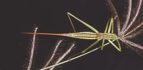 Australian endangered species: Katydids