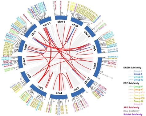 Distribution And Gene Duplication Of Bnap Erf Genes On Ramie