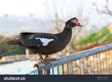 Big Black Duck Red Face Standing Stock Photo 280908026 Shutterstock