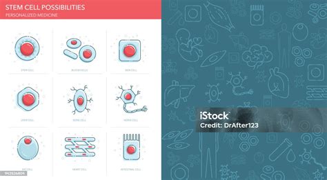 줄기 세포 가능성 아이콘 세트 줄기세포에 대한 스톡 벡터 아트 및 기타 이미지 줄기세포 인간의 세포 면역체계 Istock