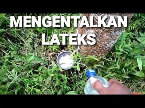 Cara Mengasih Pembeku Lateks Youtube