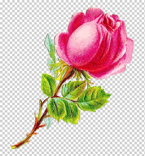 Acuarela De Flores De Color Rosa Pintura Tinta Húmeda Rosas De