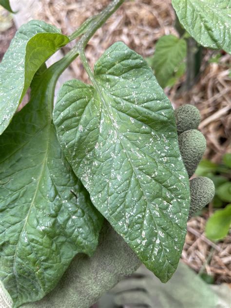 White Spots On My Tomato Leaves R Plantclinic