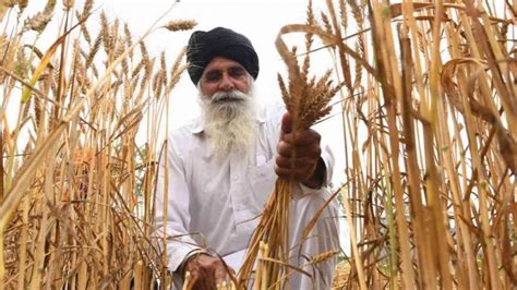 Kharif Sowing Keeps Pace 90 Complete Area Under Key Crops Rises 13