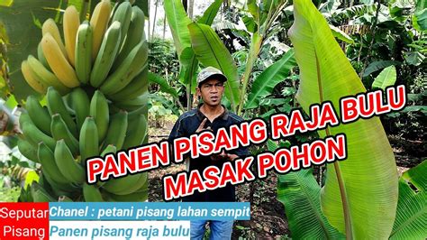 Panen Pisang Raja Bulu Ambon Dan Barlin Tergolong Pisang Unggul