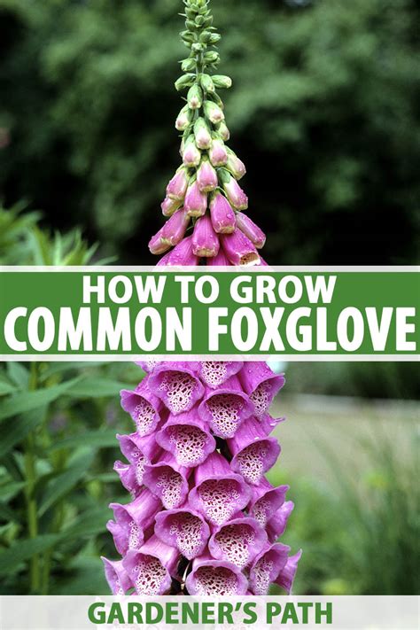 How To Grow And Care For Common Foxglove Digitalis Purpurea