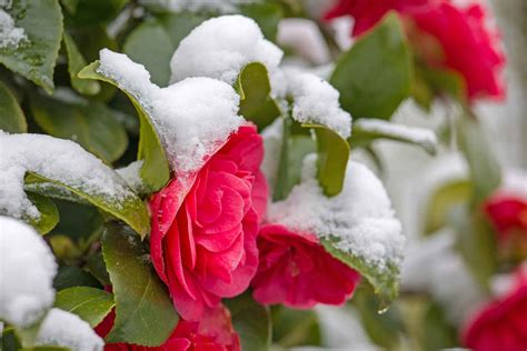 Camélia d hiver un arbuste à floraison hivernal