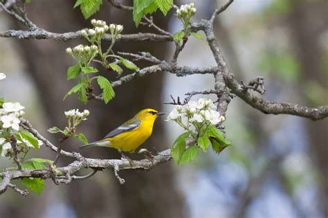 Birds In Alaska 26 Species You Should Be Looking For