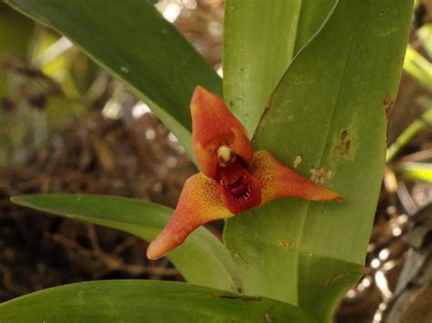 Maxillaria Elatior Inaturalist Mexico