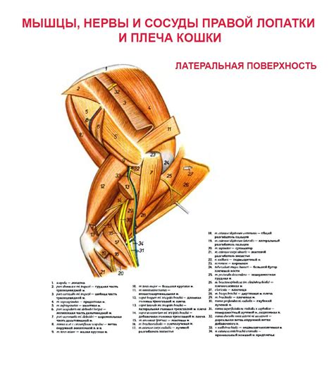 Саркома у кошек, собак, виды сарком мягких тканей (фибросаркома ...
