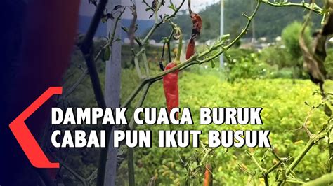 Cuaca Buruk Tanaman Cabai Petani Rusak YouTube