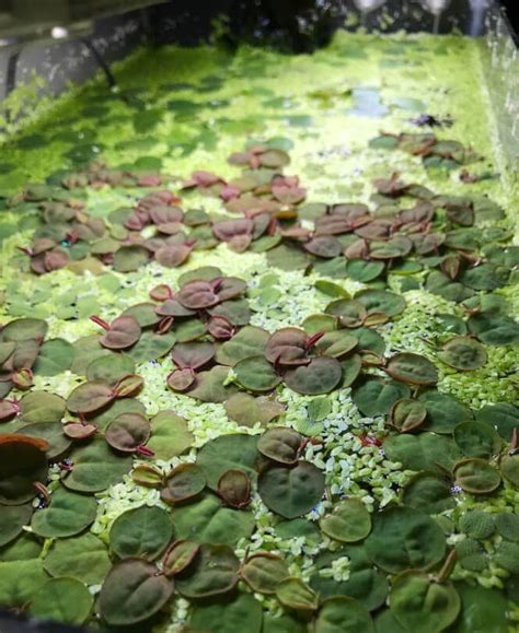 17 Floating Aquarium Plants For Beginner Freshwater Aquarists Aquanswers