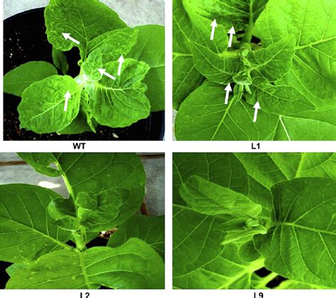 Typical Symptoms Expression By Geminivirus Infections In Transgenic Download Scientific Diagram