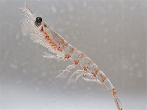 Sustainability of Antarctic Krill | Organic Facts