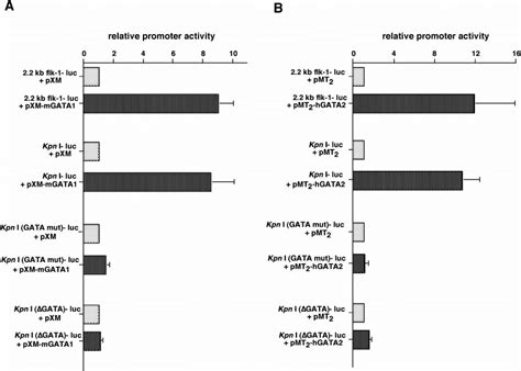 Transactivation Of The Flk Kdr Promoter By Gata And Gata Hek