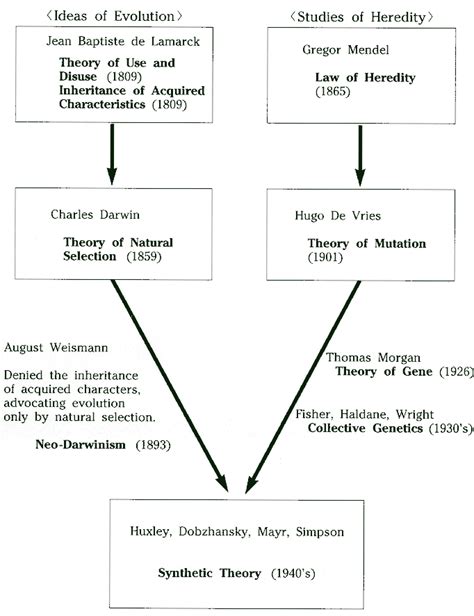 Theory Of Evolution: Theory Of Evolution Lamarck