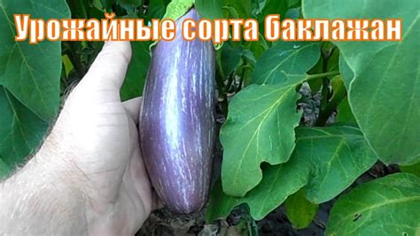 Урожайные баклажаны зарубежной селекции. - YouTube