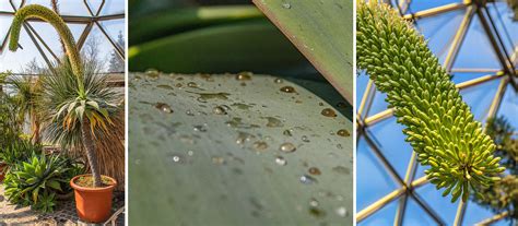 Botanischer Garten Der Hhu Im Fr Hling