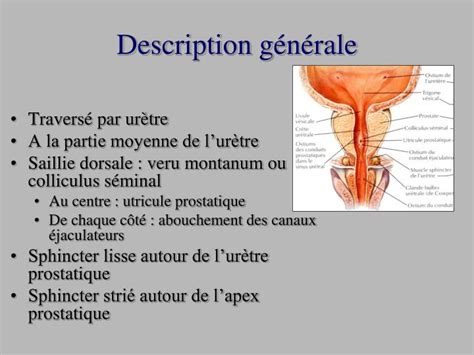 Ppt Radio Anatomie De La Prostate Powerpoint Presentation Id