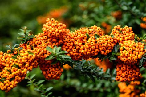 Shrubs Ideal For Autumn Berries Horticulture Co Uk