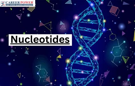 Nucleotide Definition Structure And Functions