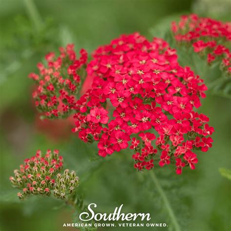 Yarrow Southern Seeds