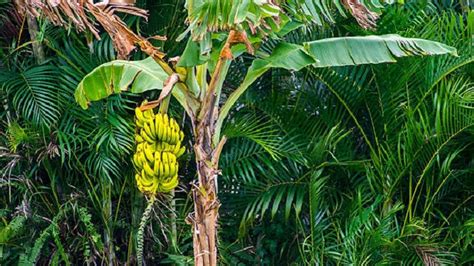 Pohon Pisang Berkembang Biak Dengan Cara Vegetatif Kenali