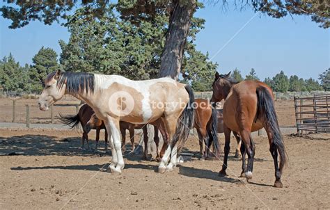 Buckskin Paint Horse Royalty Free Stock Image Storyblocks