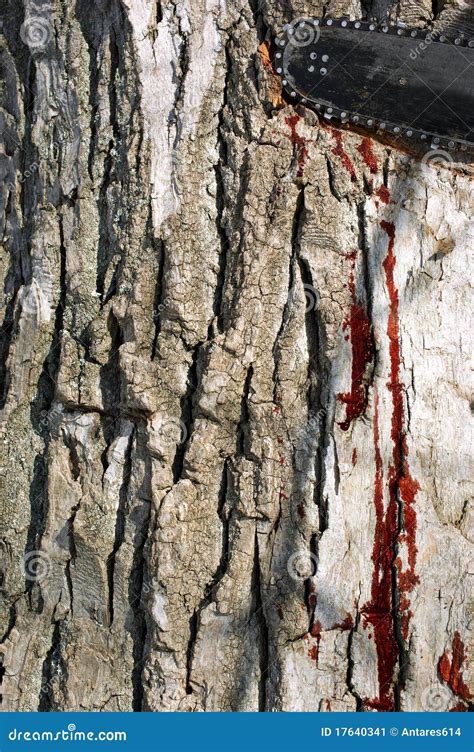 Bleeding Tree Stock Image - Image: 17640341