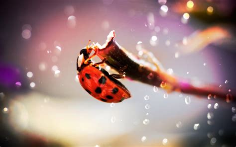 Wallpaper Ladybug Macro Photography 1920x1200 Hd Picture Image