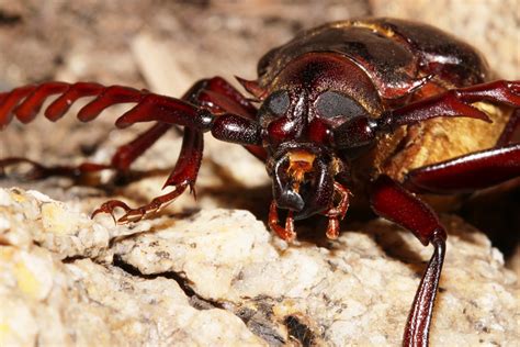 Prionus Lecontei Portrait Cuyamaca Woods Cuyamaca Mountai Flickr