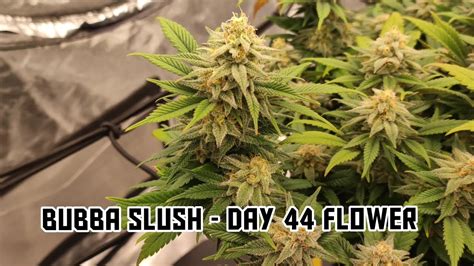 Bubba Slush Photoperiod Grow Greenhouse Seeds Day 44 Of Flower