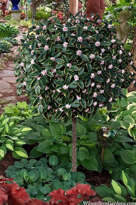 Buy Variegated Pink Winter Daphne Single Trunk Tree Form FREE