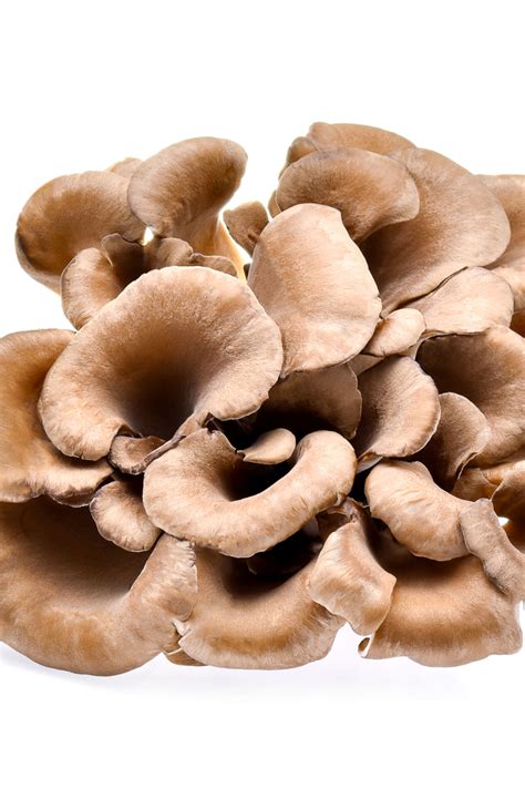 Discover The Delicious And Nutritious Maitake Frondosa Mushroom