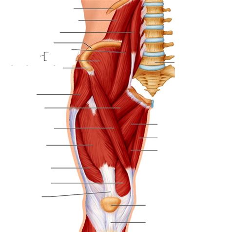 Muscles Of The Anterior Thigh Diagram Quizlet