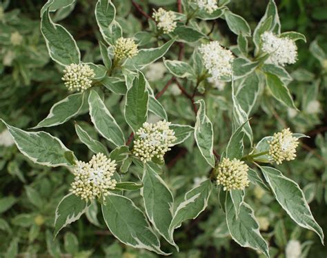 Cornus Alba Sibirica Variegata Riverside Garden Centre