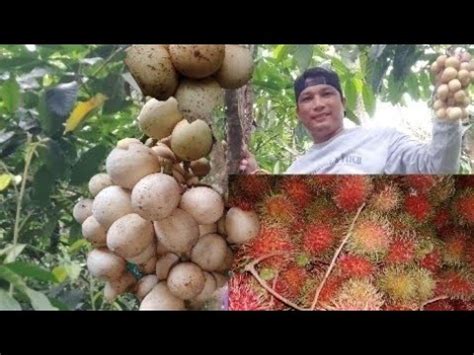 Nagkasabay Ang Harvest Ng Lansones At Rambutan Sa Tanim Ni Itay YouTube