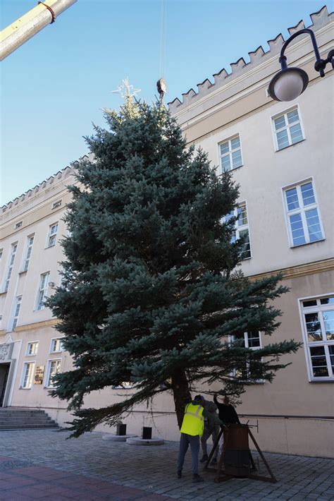 Choinka przyjechała na opolski Rynek