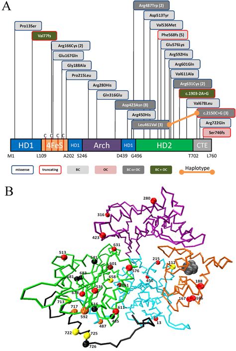 Domain Structure And Modeling Of The ERCC2 Mutations A Mutations In