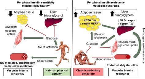 Frontiers Short Term Physical Inactivity Induces Endothelial Dysfunction