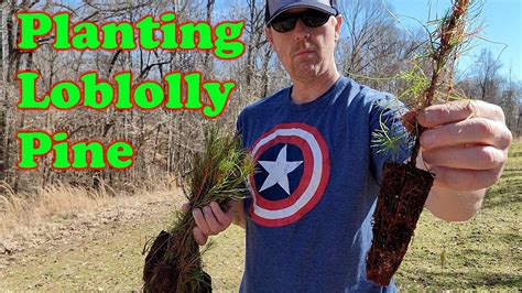 Planting Loblolly Pine Seedlings Youtube