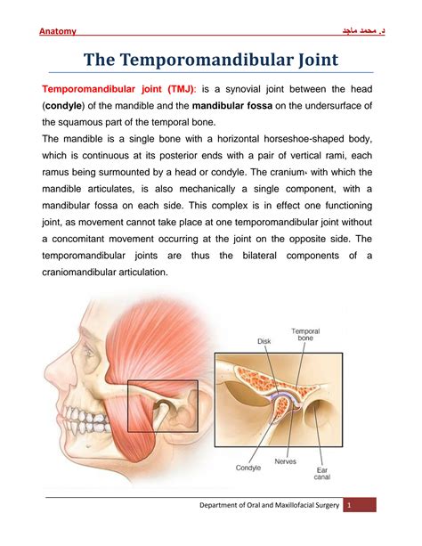 Solution Anatomy Of Temporomandibular Joint Studypool