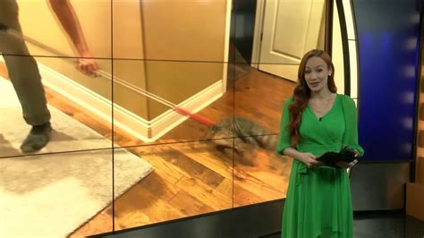 Hot Temperatures Increasing Alligator Encounters YouTube